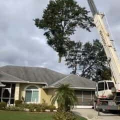 Tree Removal.