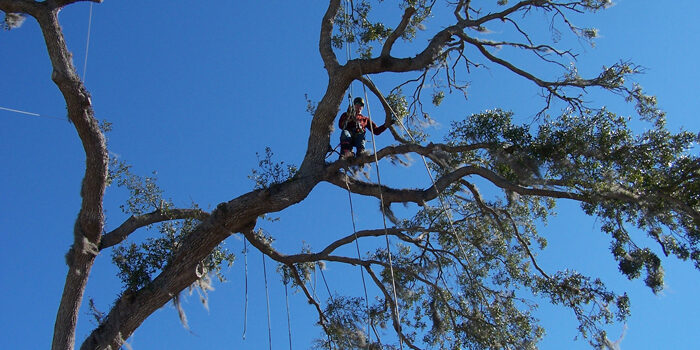 Benefits of Tree Pruning In Southwest Florida