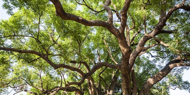 8 Damaging Florida Invasive Trees