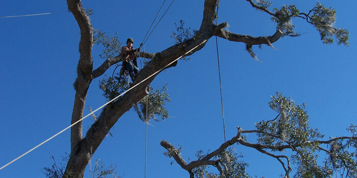 How To Remove Unwanted Trees From Your Property