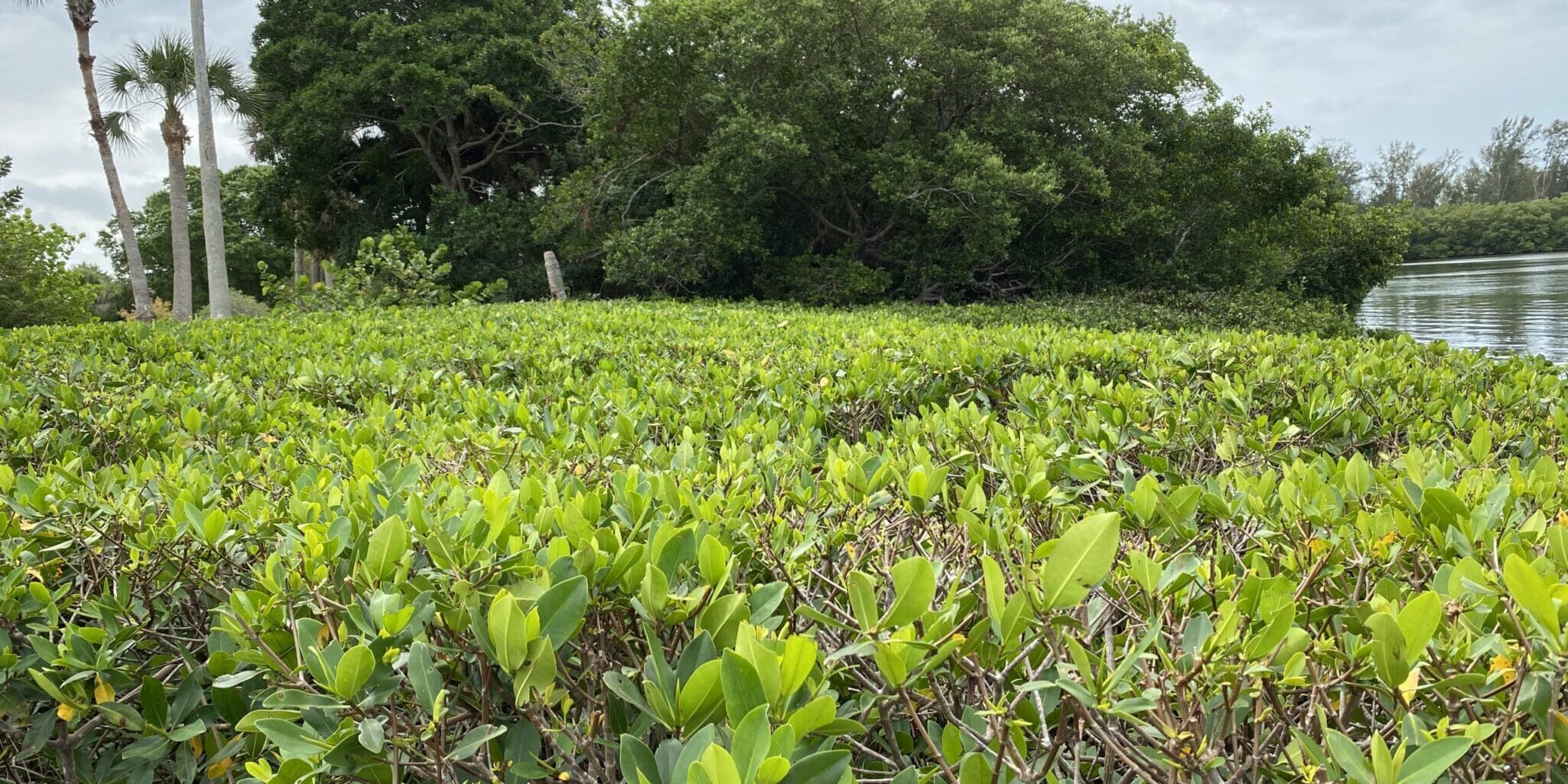 You Can Legally and Safely Trim Mangroves – But Should You?