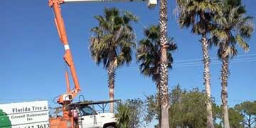 3 Benefits of Pruning Your Trees Prior To Hurricane Season