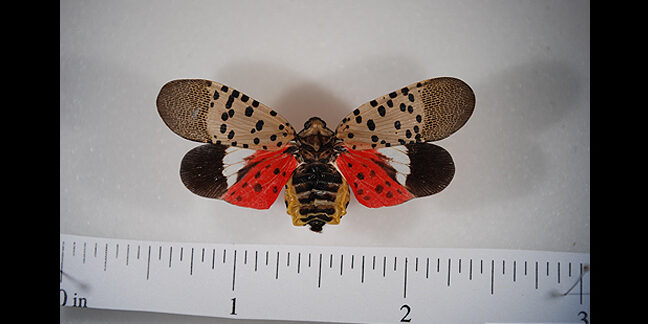 The Spotted Lanternfly Infestation