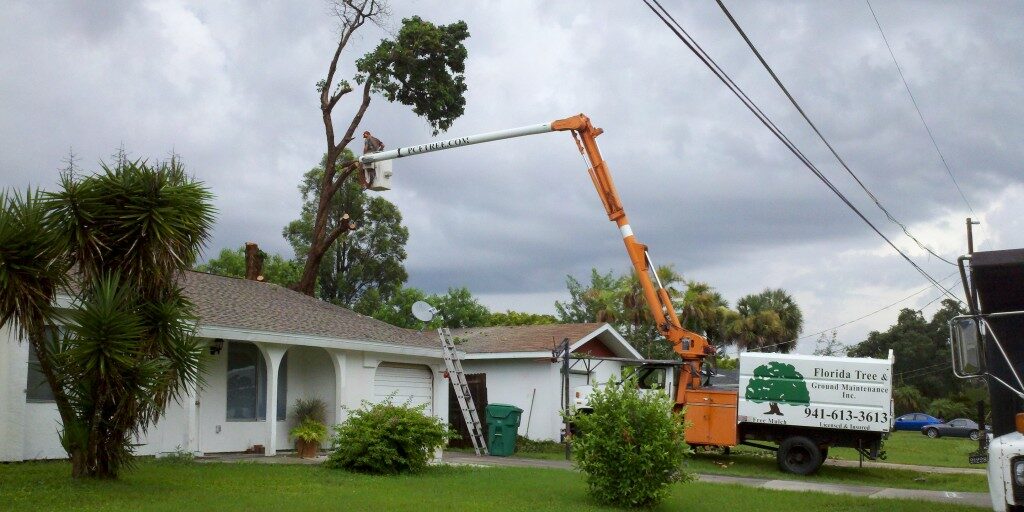 Is Your Tree A Danger To You?