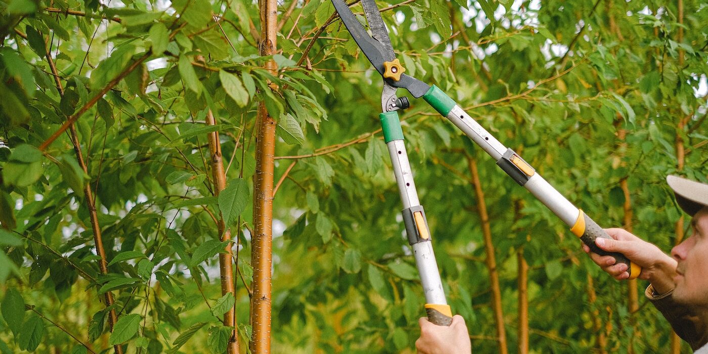 Pruning and Trimming Tree Guide