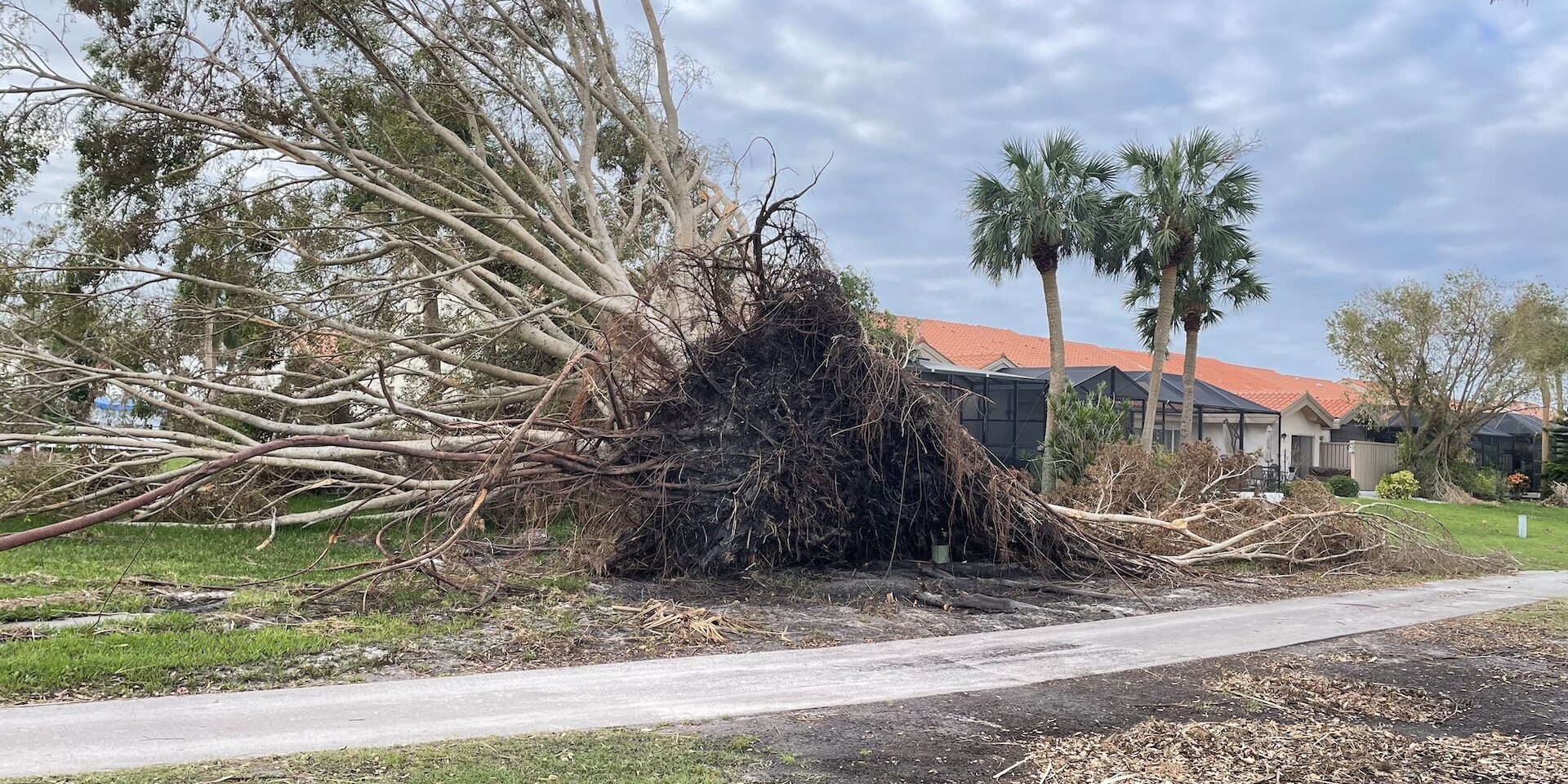 Why Do Trees Blow Over? 3 Tips to Prevent