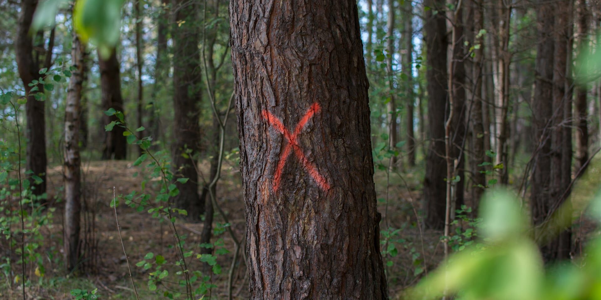 Forestry Mulching in Florida – Cultivating Sustainable Land Management