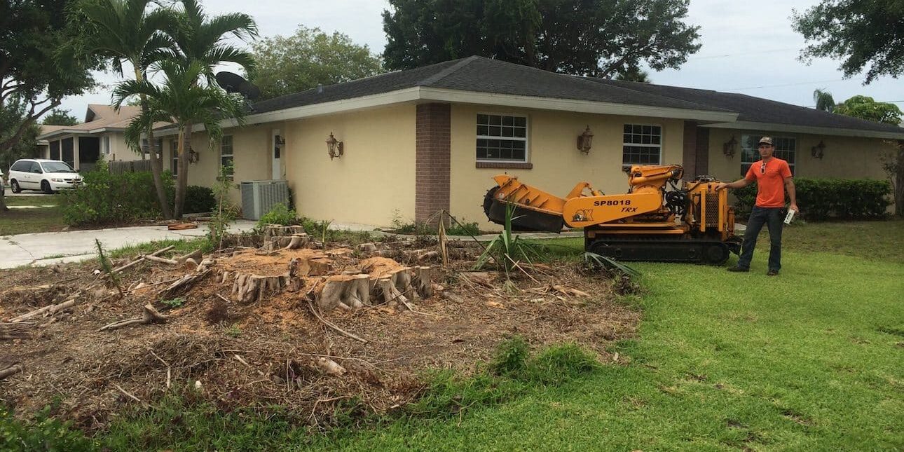6 Reasons to Quickly Remove a Tree Stump