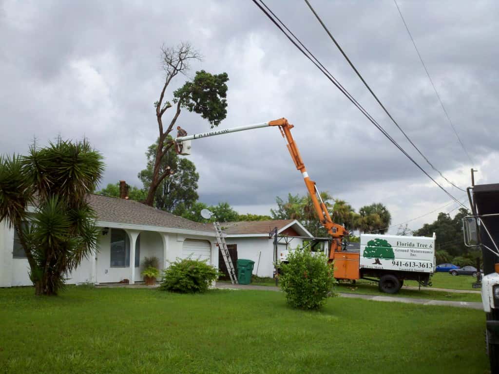 tree removal college park md, Erving MA
