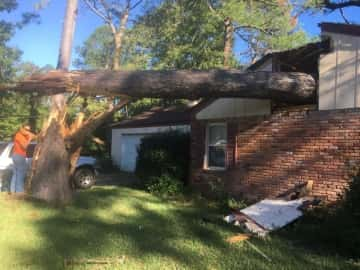 Emergency fallen tree removal in North Port, FL.