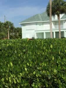 Port Charlotte mangrove trimming.