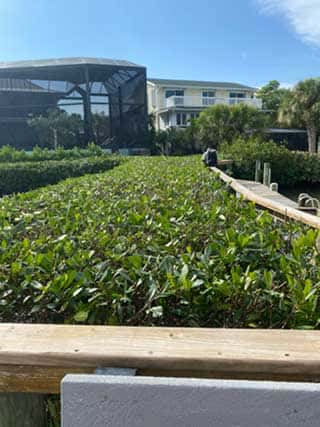 Mangrove tree trimming in Punta Gorda, FL.