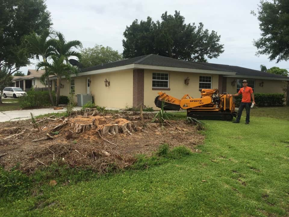 Before Stump grinding in Port Charlotte, FL.