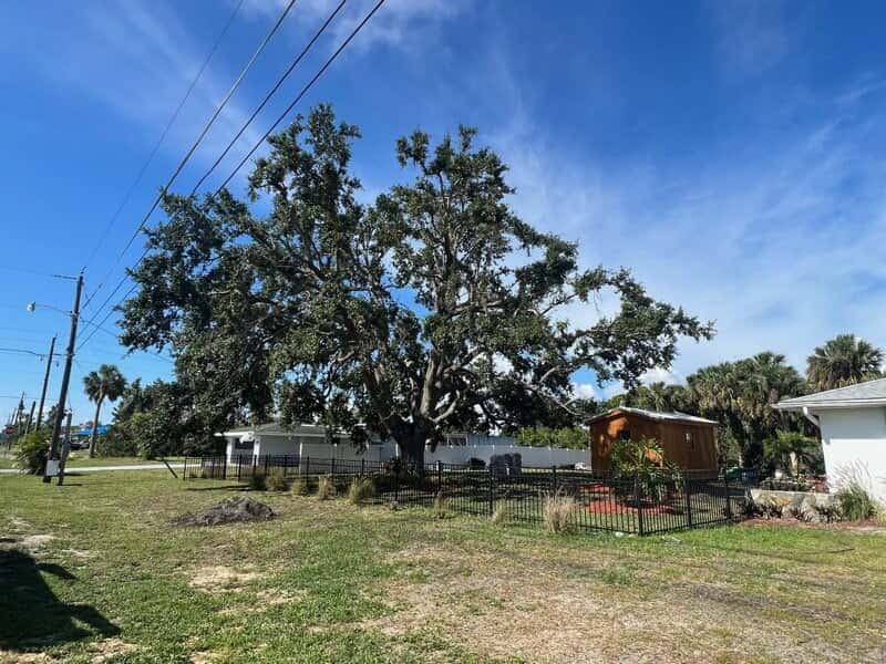 Tree pruning 1 of 4.