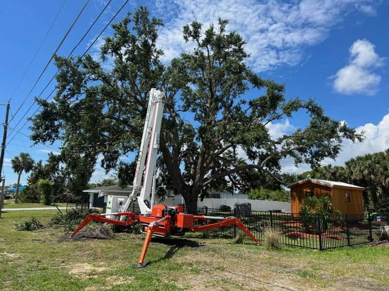 Tree pruning 2 of 4.