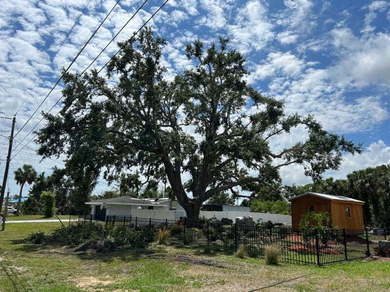 Fruit tree pruning and tree pruning in Punta Gorda, FL.