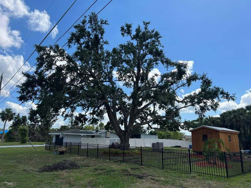 Tree pruning 4 of 4.