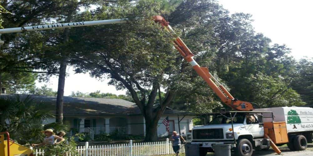 Southwest Florida tree pruning services.