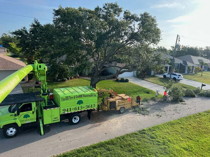 Tree pruning in Punta Gorda, FL.