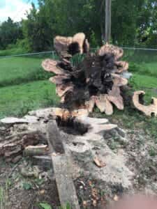 Punta Groda tree and stump removal.