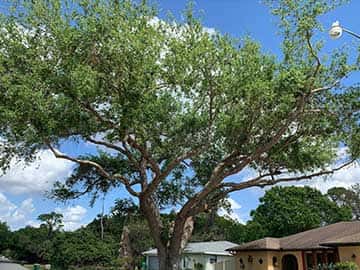 Punta Gorda, FL tree trimming project.