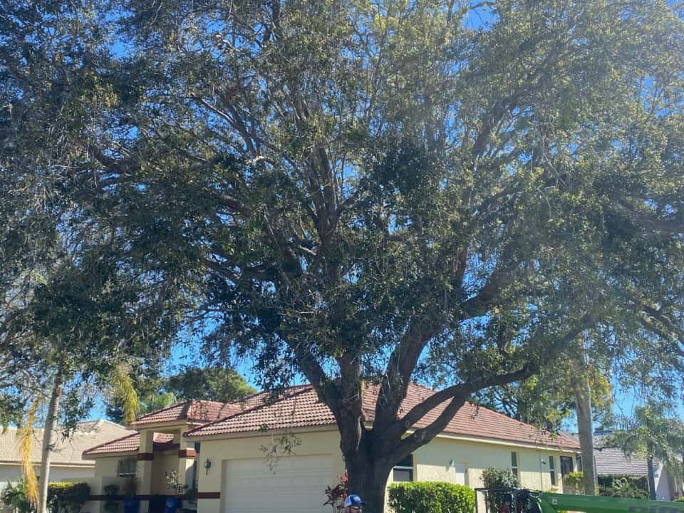 Tree trimming in Punta Gorda, FL.