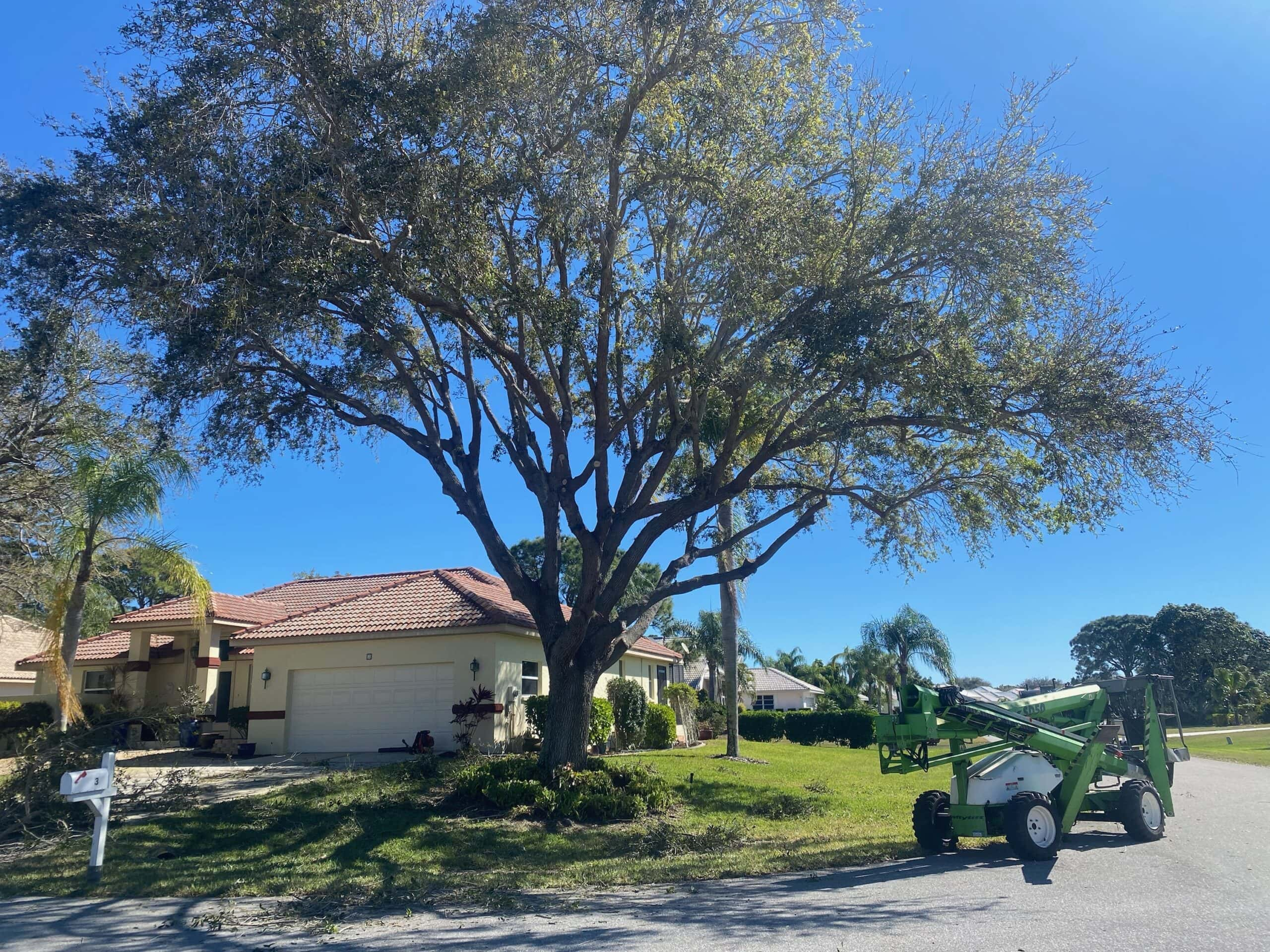 Punta Gorda, FL tree trimming project.